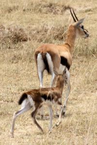 Gazelle de Thomson et son petit