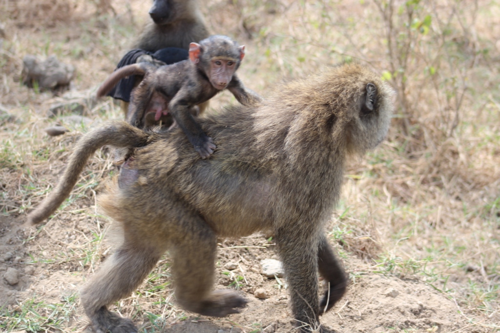 Bébé babouin sur le dos de sa mère