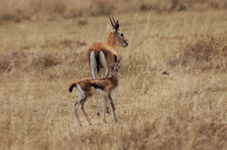 Gazelle et son bébé