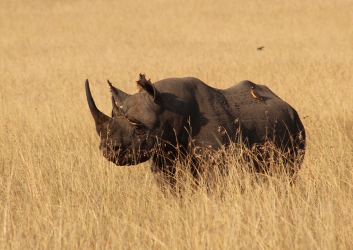Rhinocéros noir