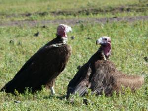 vautours-se-sechant-au-soleil
